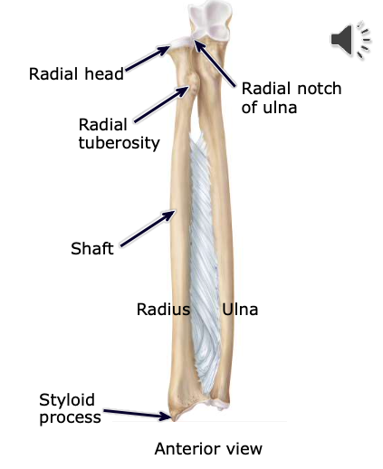 <p>a large bony projection on the medial surface of proximal part of the radius, just distal to the neck</p>