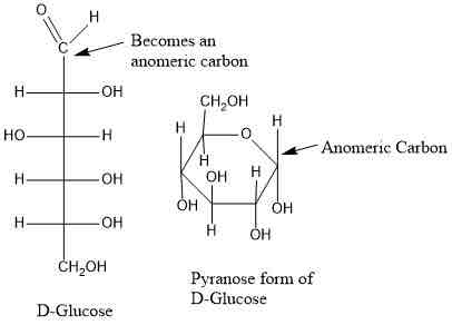<p>C1 carbon of anomers</p>