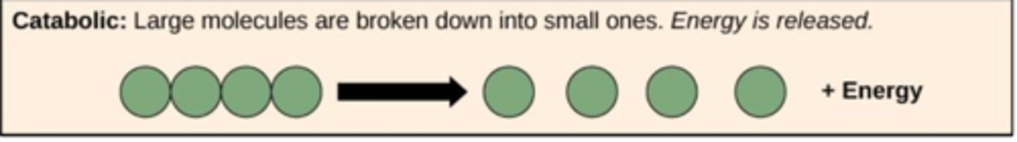 <p>Catabolic processes break down large macromolecules into smaller pieces, and usually release energy in the form of ATP</p><p>(think catabolic = cannibalism)</p>
