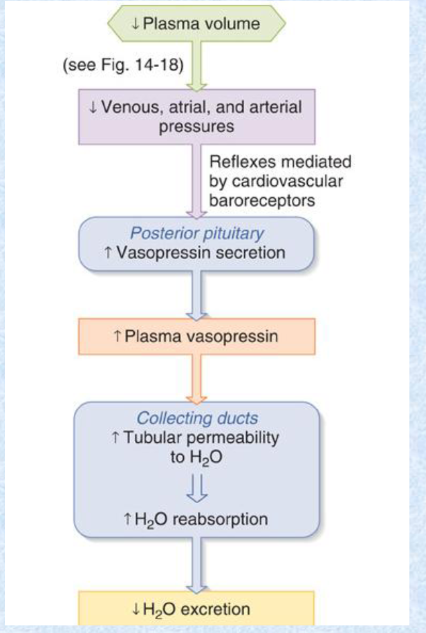 <p>increase; blood volume </p>