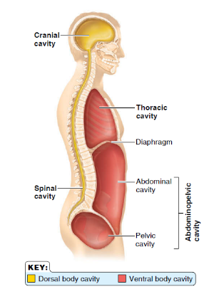 cranial and spinal cavity, protects nervous system