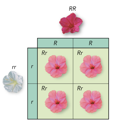 <p>A&nbsp;<strong>blend</strong>&nbsp;of both alleles shows (e.g., red + white = pink flowers).</p>