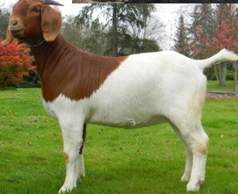 <p>What breed is this?</p>