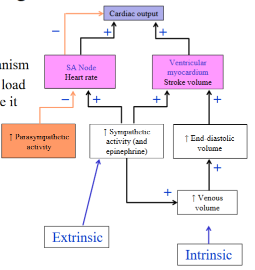 <ul><li><p><span style="color: rgb(0, 0, 0);"><span>EDV: the volume of blood in the ventricles at the end of ventricular diastole, or the volume of blood in the ventricles after the ventricles have completed filling</span></span></p></li><li><p><span style="color: rgb(0, 0, 0);"><span>The heart has an intrinsic mechanism to alter stroke volume</span></span><span style="color: rgb(0, 0, 0);"><br></span><span style="color: rgb(0, 0, 0);"><span>- This intrinsic mechanism because the ventricles will contract more forcefully when they have been stretched prior to contraction</span></span></p></li><li><p><span style="color: rgb(0, 0, 0);"><span>How are the ventricles stretched? Increased stretch is accomplished by filling the ventricles more fully with blood</span></span><span style="color: rgb(0, 0, 0);"><br></span><span style="color: rgb(0, 0, 0);"><span>- The relationship between the end-diastolic volume and stroke volume is defined by the Frank-Starling mechanism</span></span></p></li><li><p><span style="color: rgb(0, 0, 0);"><span>How do we fill the ventricles more fully with blood? Increase the venous</span></span><span style="color: rgb(0, 0, 0);"><br></span><span style="color: rgb(0, 0, 0);"><span>return, or the amount of blood returning to the heart through the veins;</span></span><span style="color: rgb(0, 0, 0);"><br></span><span style="color: rgb(0, 0, 0);"><span>this will more fully fill the ventricles with blood, increasing the EDV,</span></span><span style="color: rgb(0, 0, 0);"><br></span><span style="color: rgb(0, 0, 0);"><span>increasing SV, which ultimately increases CO</span></span></p></li><li><p><span style="color: rgb(0, 0, 0);"><span>Preload → the tension or load on the ventricular myocardium before it begins to</span></span><span style="color: rgb(0, 0, 0);"><br></span><span style="color: rgb(0, 0, 0);"><span>contract, or the amount of filling of the ventricles at the end of diastole, which is the EDV</span></span></p></li><li><p><span style="color: rgb(0, 0, 0);"><span>Sympathetic stimulation of venous smooth muscle will act to increase the return of blood to the heart through venoconstriction, increasing filling of the ventricles</span></span></p></li><li><p><span style="color: rgb(0, 0, 0);"><span>Sympathetic effect on venous smooth muscle is an extrinsic mechanism, which originates outside the heart.</span></span></p></li><li><p><span style="color: rgb(0, 0, 0);"><span>Why does the parasympathetic system in the diagram not affect the venous</span></span><span style="color: rgb(0, 0, 0);"><br></span><span style="color: rgb(0, 0, 0);"><span>volume? Most of the blood vessels in our body receive only sympathetic</span></span><span style="color: rgb(0, 0, 0);"><br></span><span style="color: rgb(0, 0, 0);"><span>innervation to their smooth muscle</span></span></p></li><li><p><span style="color: rgb(0, 0, 0);"><span>Frank-Starling mechanism: Intrinsic mechanism. Occurs independent of neural or hormonal stimulation. The relationship between EDV and SV is defined by the Frank-Starling mechanism. As you increase EDV, you increase SV</span></span></p></li><li><p><span style="color: rgb(0, 0, 0);"><span>Why does an increased EDV lead to an increased SV?</span></span><span style="color: rgb(0, 0, 0);"><br></span><span style="color: rgb(0, 0, 0);"><span>- The main determinant for sarcomere length is the degree or amount of</span></span><span style="color: rgb(0, 0, 0);"><br></span><span style="color: rgb(0, 0, 0);"><span>diastolic filling</span></span><span style="color: rgb(0, 0, 0);"><br></span><span style="color: rgb(0, 0, 0);"><span>- The initial length of the sarcomere will affect the tension generated during</span></span><span style="color: rgb(0, 0, 0);"><br></span><span style="color: rgb(0, 0, 0);"><span>contraction</span></span><span style="color: rgb(0, 0, 0);"><br></span><span style="color: rgb(0, 0, 0);"><span>- As the ventricles become more filled with blood, the cardiac fibers or the sarcomeres stretch out, putting more load on the sarcomeres; the ventricles will</span></span><span style="color: rgb(0, 0, 0);"><br></span><span style="color: rgb(0, 0, 0);"><span>contract more forcefully when they have been stretched, and SV will increase</span></span><span style="color: rgb(0, 0, 0);"><br></span><span style="color: rgb(0, 0, 0);"><span>- The Frank-Starling mechanism is a length-tension curve</span></span></p></li><li><p><span style="color: rgb(0, 0, 0);"><span>The Frank-Starling mechanism matches the outputs of the two ventricles</span></span><span style="color: rgb(0, 0, 0);"><br></span><span style="color: rgb(0, 0, 0);"><span>- Ensures the two ventricles pump the same amount/volume of blood and blood</span></span><span style="color: rgb(0, 0, 0);"><br></span><span style="color: rgb(0, 0, 0);"><span>does not accumulate in one circuit compared to the othe</span></span></p></li></ul><p></p>
