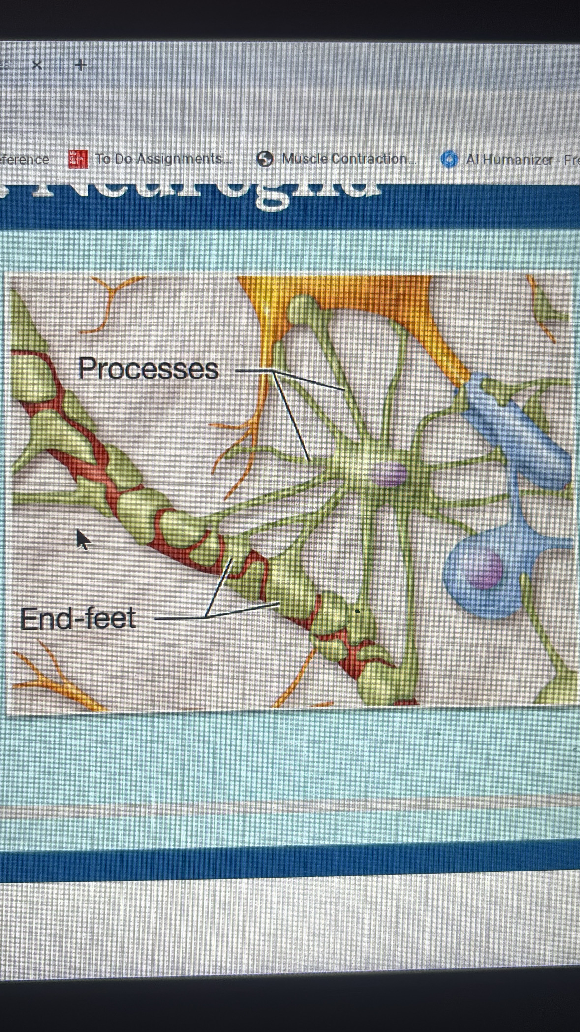 <p>CNS</p><p>largest and most numerous</p><p>anchor neurons and blood vessels</p><p>form blood brain barrier</p><p>repair damage brain tissue</p>