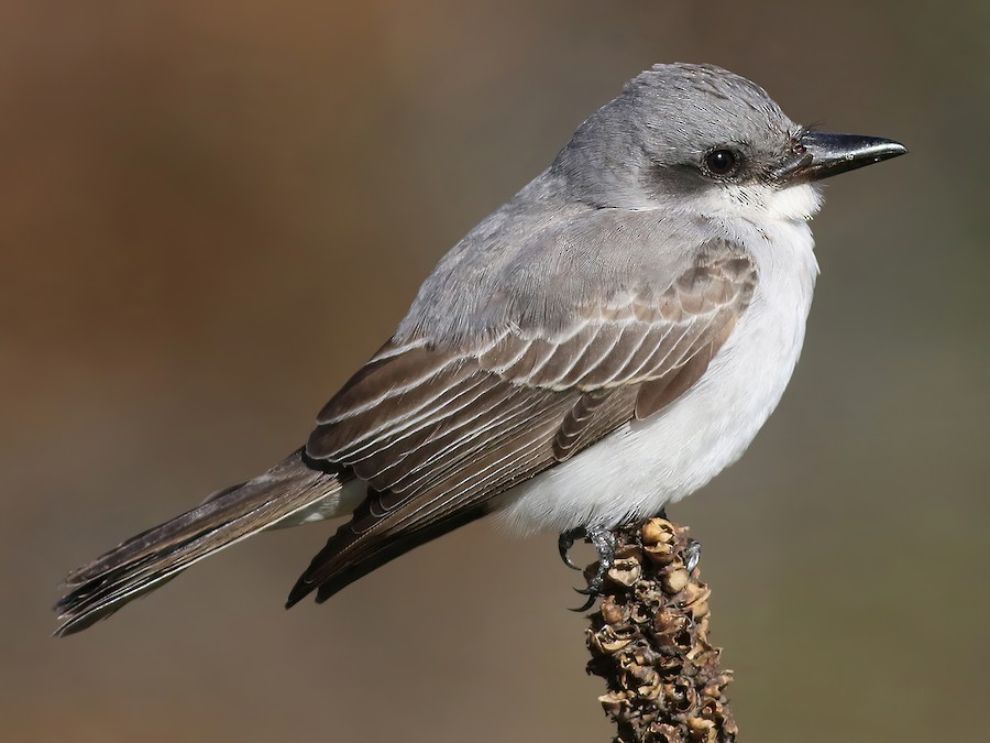 <p>Gray Kingbird</p>