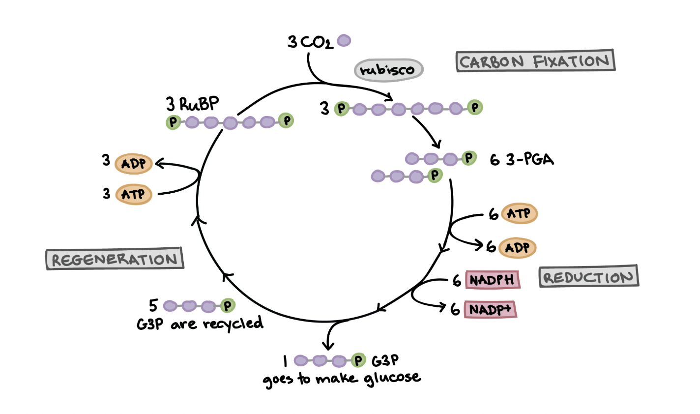 <ul><li><p>Happens in the stroma, where sugar is synthesized&nbsp;</p></li><li><p>COs’s carbon is fixed and used to build G3P, a 3 carbon molecule&nbsp;</p></li><li><p>For every 3 CO2, 9 ATP are used, and 6 NADPH are used. 6G3P are produced, 1 for sugar, and the rest for regeneration</p></li><li><p>Carbon fixation → reduction → regeneration&nbsp;</p></li></ul><p></p>