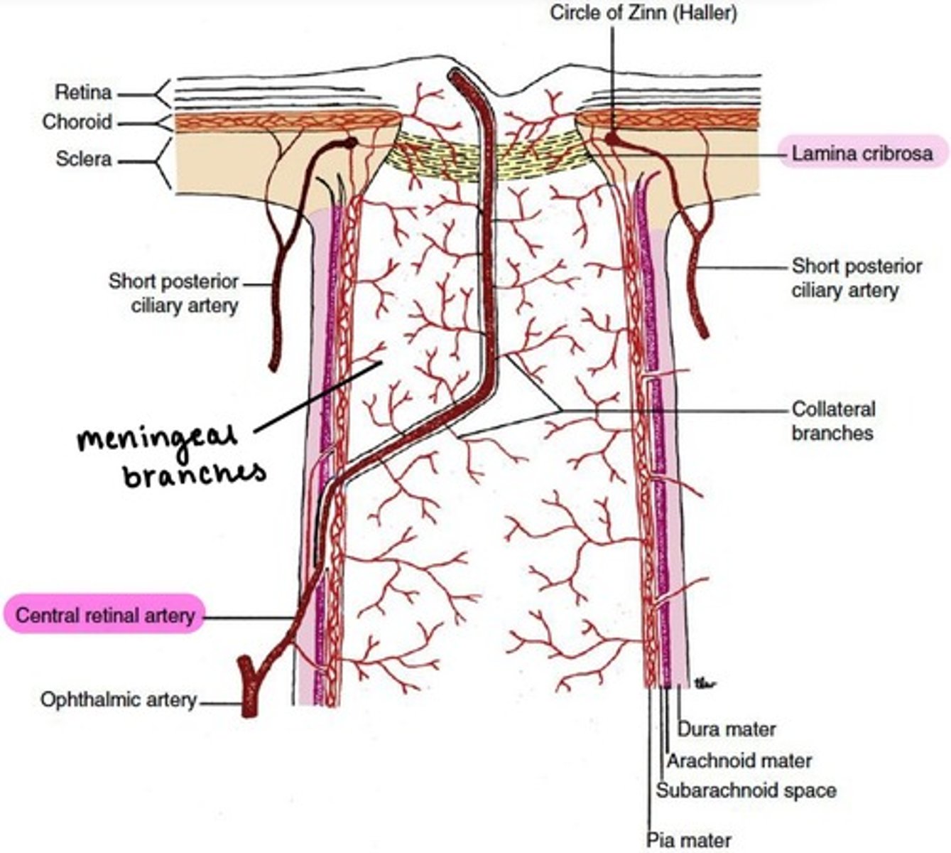 <p>pierces sheath and enters the optic disc on the <strong>nasal side</strong>.</p><p></p><p>branches into <strong>superior, inferior, nasal, &amp; temporal.</strong></p><p></p><p>gives off meningeal branches to supply the pia mater of the optic nerve.</p>