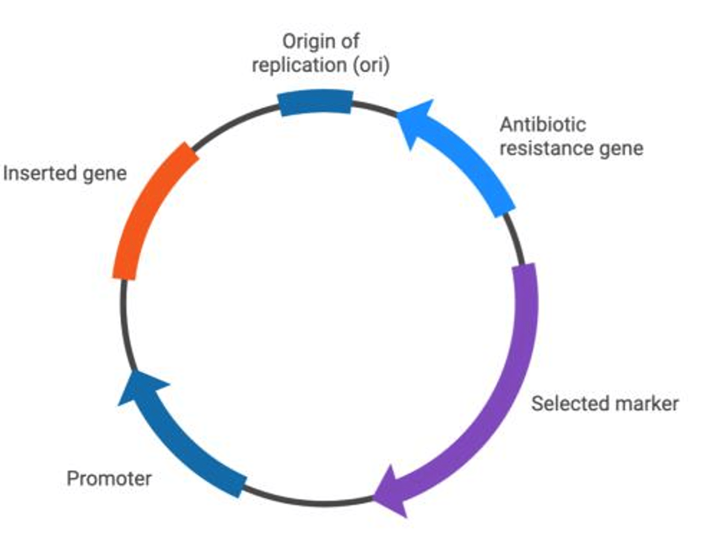 <p>A small circular DNA molecule that can replicate independently in bacteria, separate from chromosomal DNA.</p>