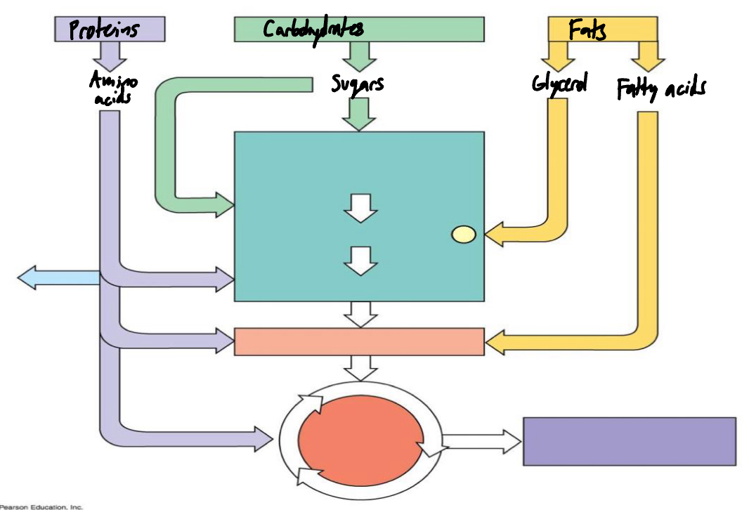 <p>Fill in the diagram for the catabolism of various molecules from food.</p>