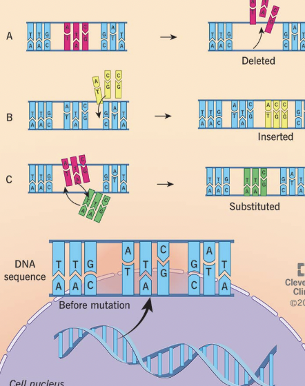 <p>Mutation </p>