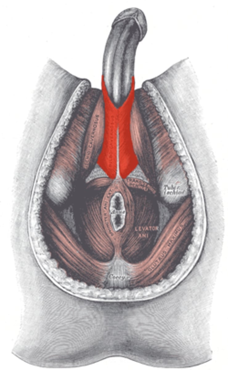 <p>Males: helps empty urethra</p><p>Females: constricts vagina</p>