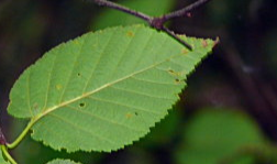 term image