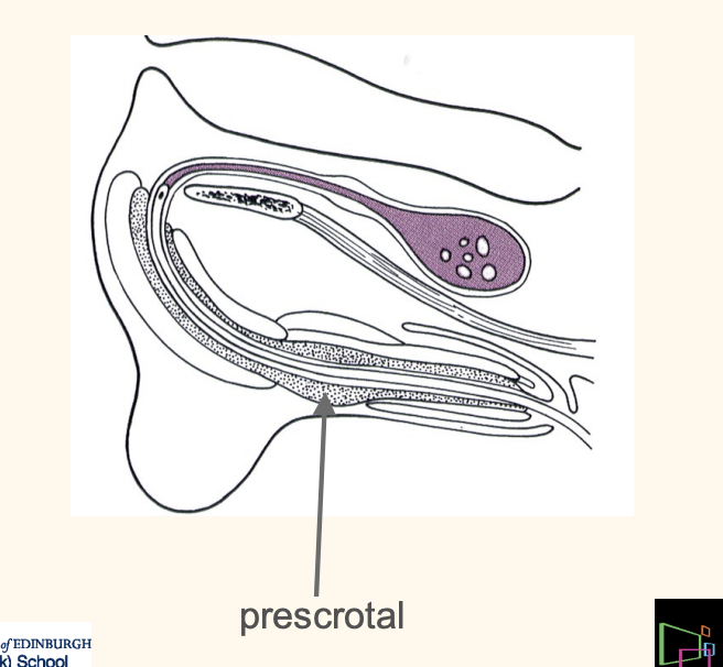 <p>usually prescrotal region</p>