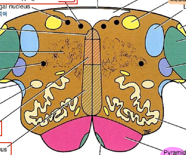 <p>전체적으로 어느 부위이고, 빗금친 곳은 위에서부터 각각 이름이 뭔가</p>
