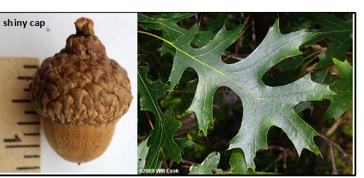 <p>Fagaceae</p><p>Quercus coccinea</p>