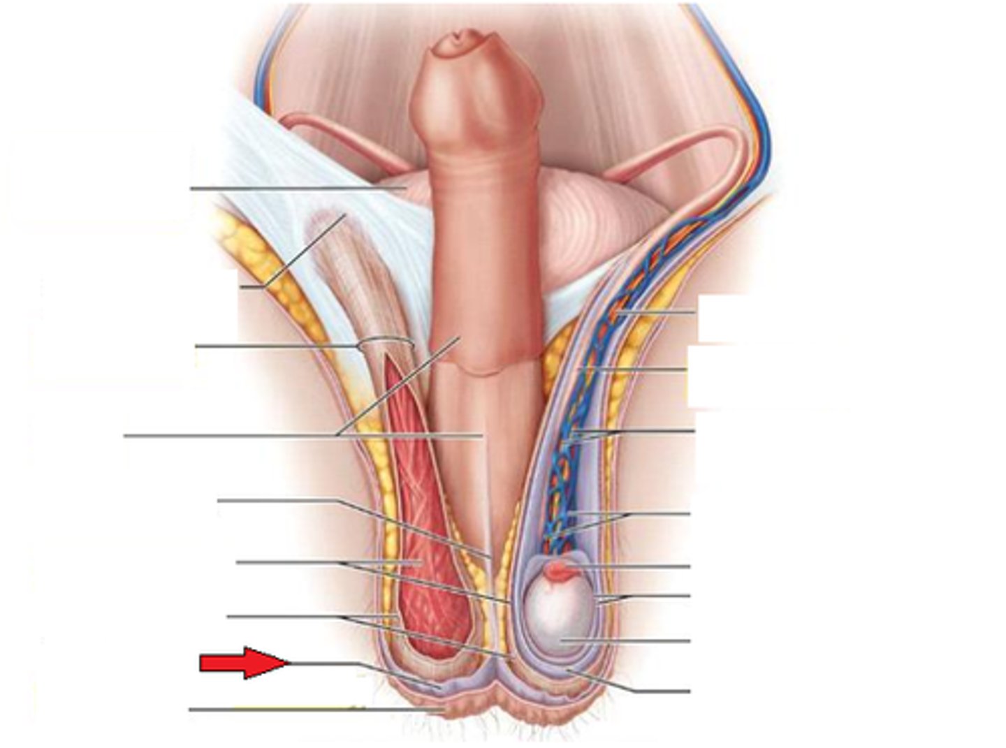 <p> pulls scrotum close to body found in the superficial fascia</p>