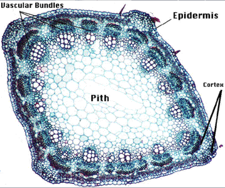<p>pith</p>