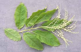 <p>what is the scientific name of Sourwood</p>