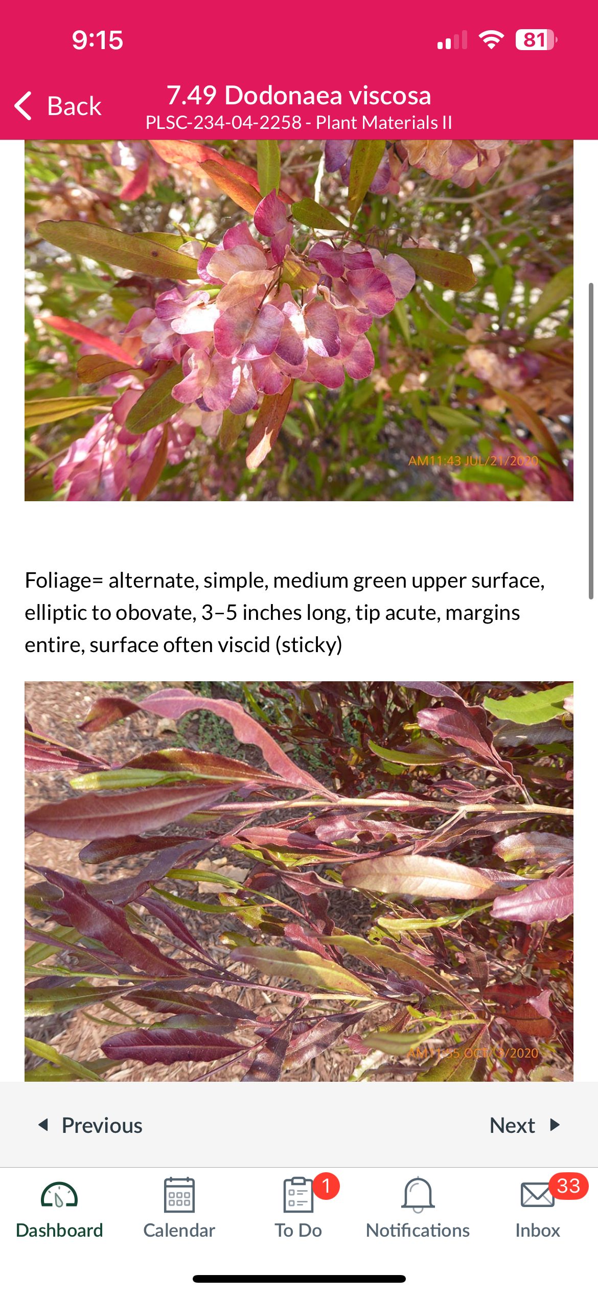 <p>Dodonaea viscosa</p>