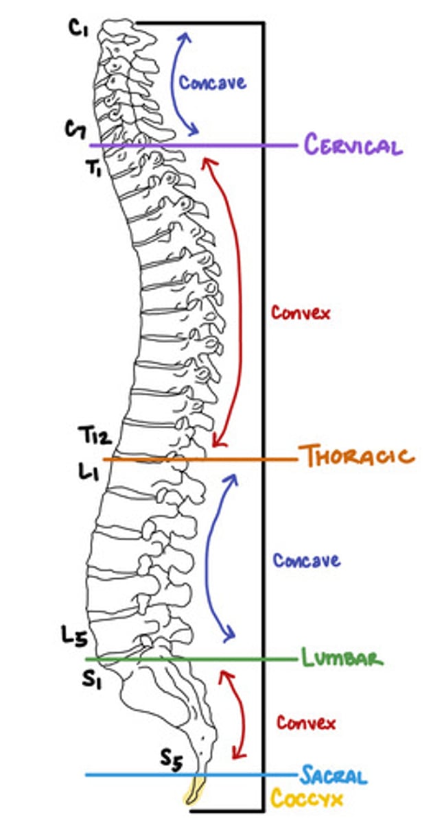 <p>Cervical curvature - Concave</p><p>Thoracic curvature - Convex</p><p>Lumbar curvature - Concave</p><p>Sacral curvature - Convex</p>