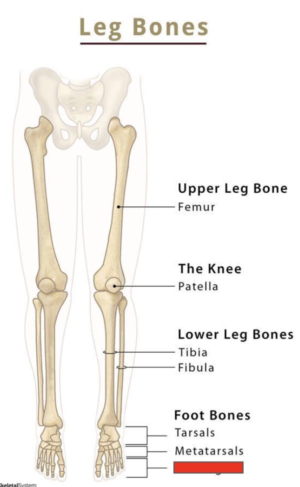 <p>Name the covered bone</p>