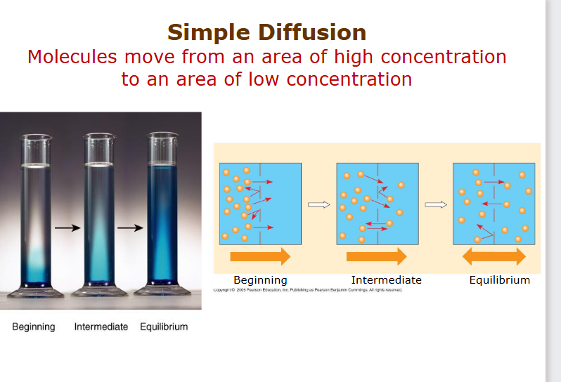 <ul><li><p class="ds-markdown-paragraph"><span>Movement of molecules from high to low concentration.</span></p></li><li><p class="ds-markdown-paragraph"><span>Passive because it requires </span><strong><span>no cellular energy (ATP)</span></strong><span>.</span></p></li><li><p class="ds-markdown-paragraph"><span>Driven by the molecule's own kinetic energy</span></p></li></ul><p></p>