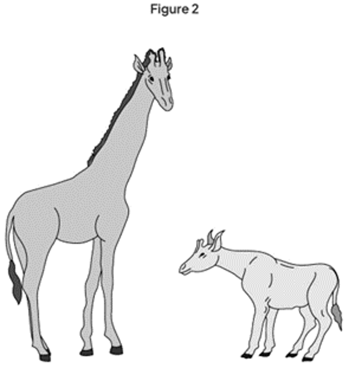 <p>The evolution of the giraffes's long neck can be explained by Darwin’s theory of evolution by natural selection because:<br>Variation for neck length within (ancestral) species;<br>Individuals with a longer neck were more likely to reach leaves / food (or more likely to survive); <br>(and) breed / reproduce; <br>Passing on their alleles / genes (for a longer neck) to their offspring.</p>