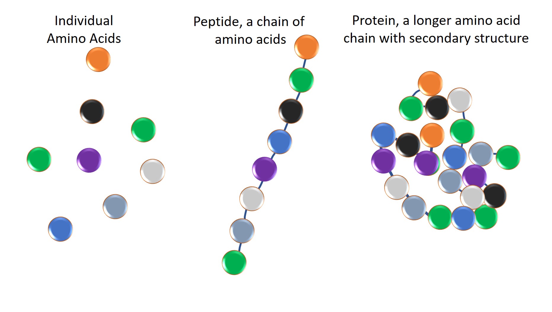 <p>A protein is one or more polypeptides that has been folded into a fixed structure. A polypeptide is a chain of amino acids</p>
