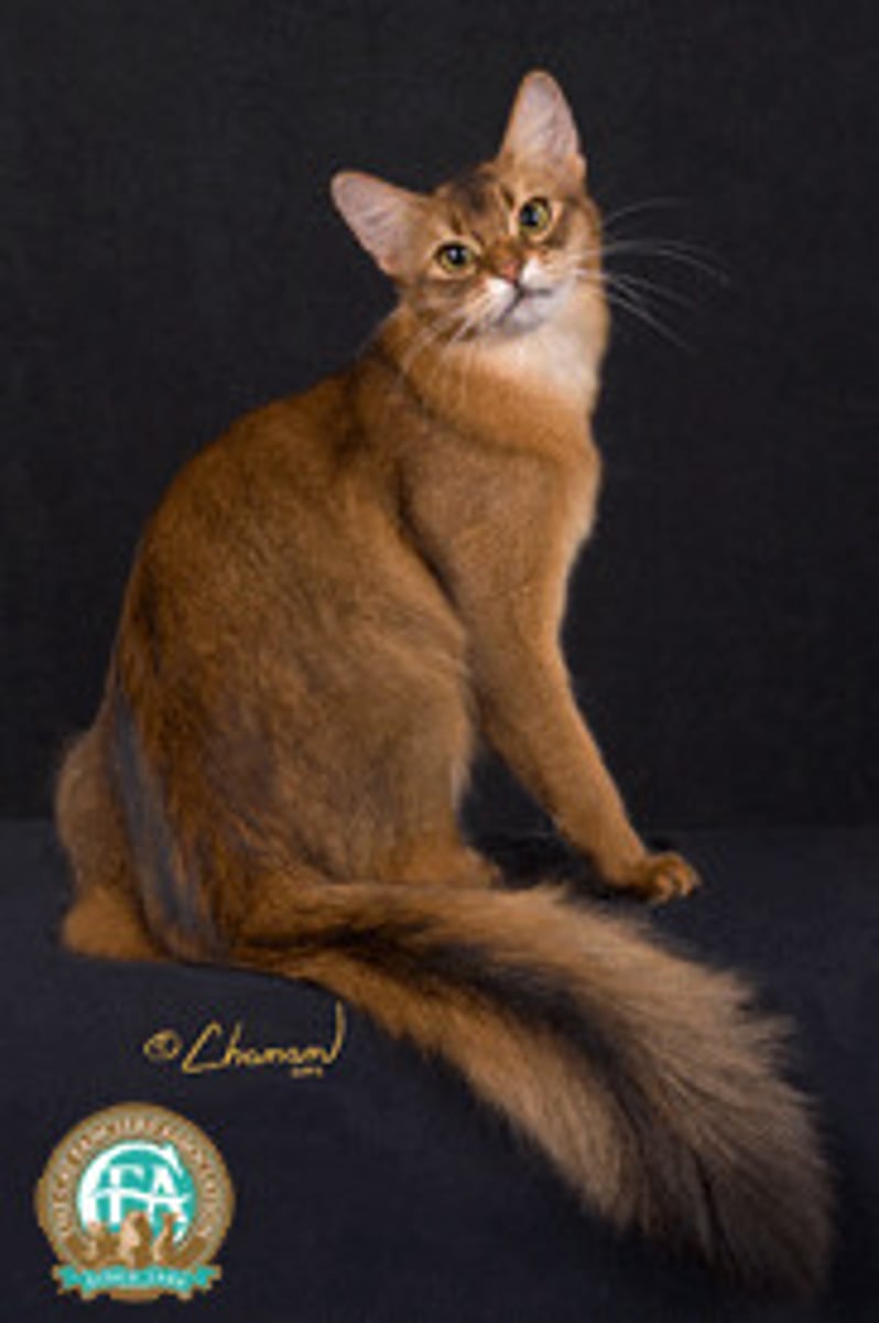 <p>Somali - longhaired abyssinian</p>