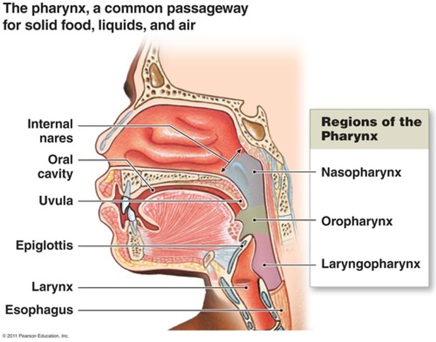 <p>- nasopharynx</p><p>- oropharynx</p><p>- laryngopharynx</p>