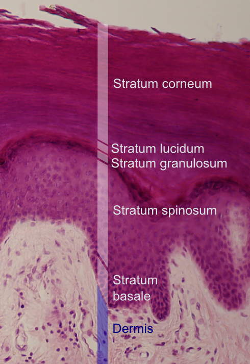 <p>identify the layers of the epidermis the associated structures</p>