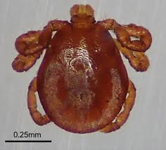 <p>ID external parasite</p><p>horse/winter tick</p>