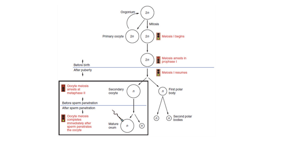 <p>________</p><p>•At birth the ovaries have all the eggs they will ever have, only a few hundred will be ovulated, the other few million will degenerate at some point until a women reaches menopause (50’s)</p><p>•No more ovulation due to no more eggs</p>