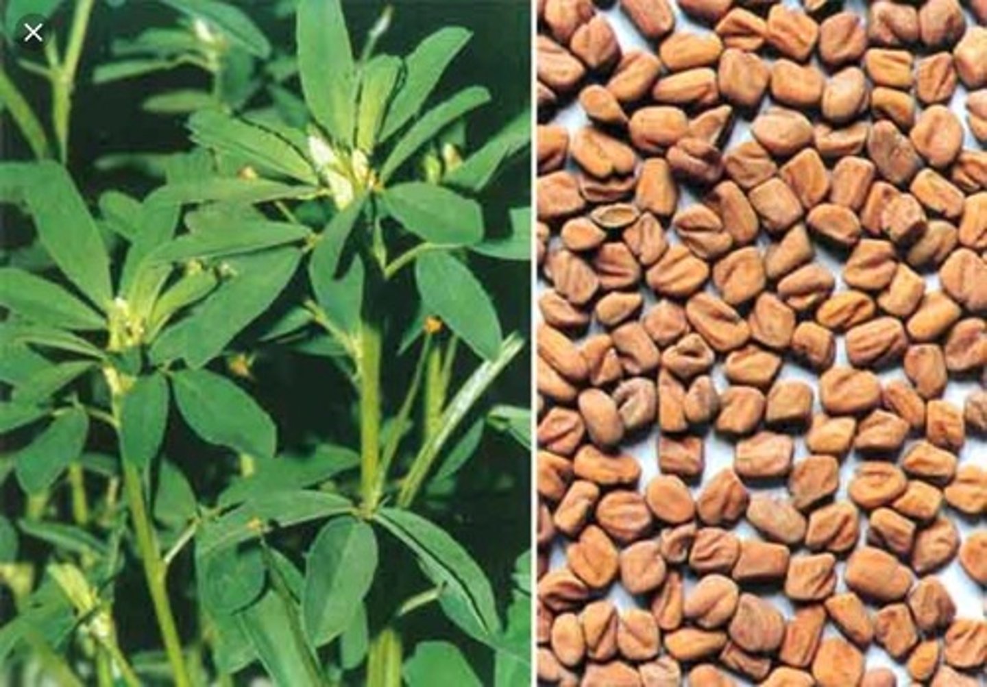 <p>Enhanced testosterone levels and breastmilk production, blood sugar control</p>