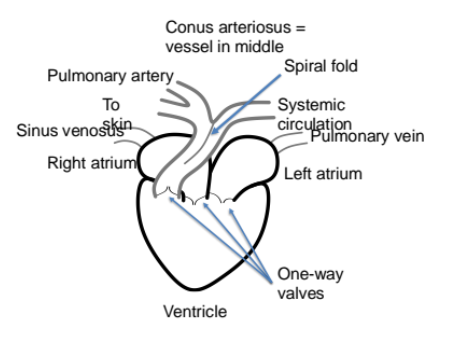 <p>The amphibian heart typically has three chambers: two atria and one ventricle. </p><p>It also has a central conus arteriosus, seperated by a fold to direct some blood into either the pulmonary artery or into the systemic circulation.</p>