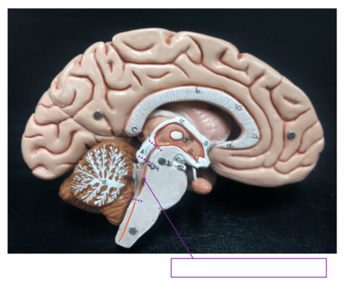 knowt flashcard image