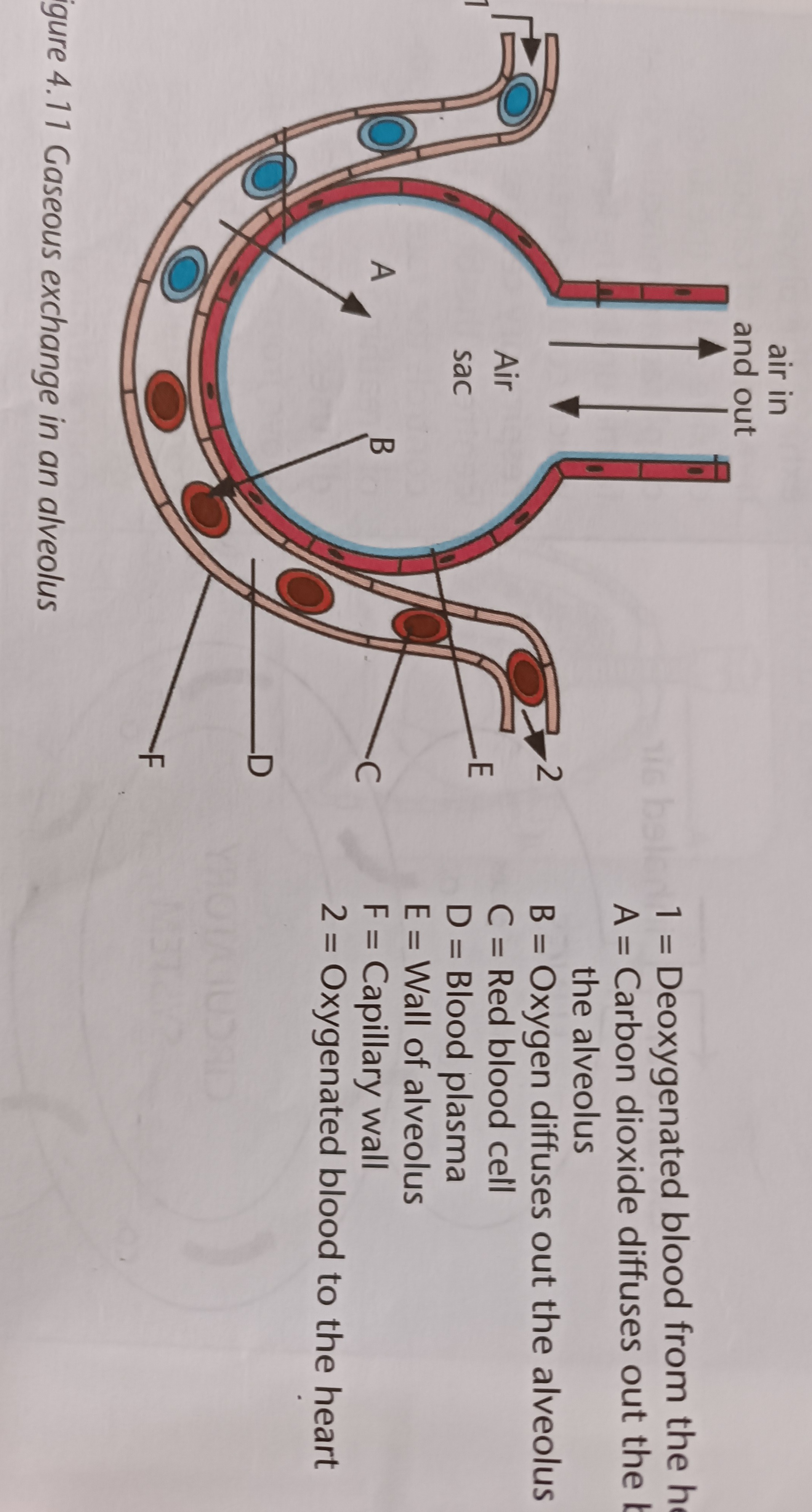 The surfaces through which gaseous exchange occurs
- large air sacs
- found at the ends of bronchioles
- surrounded by capillaries