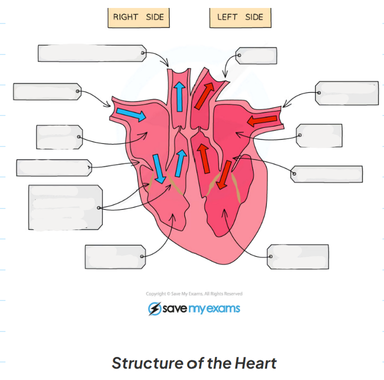 <p>8.8 Label this diagram of a heart</p>