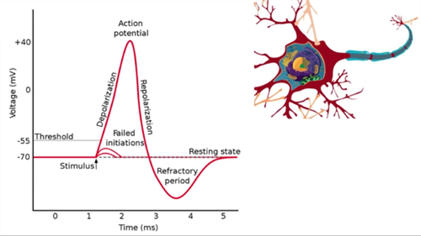 <p>Voltage gated sodium channels open and Na+ rushes into the cell along the axon making the membrane potential even more positive causing more ion channels to open so more Na+ can enter the cell</p><p>This occurs until the membrane potential reaches equilibrium for sodium ions (around 58 mv)</p>