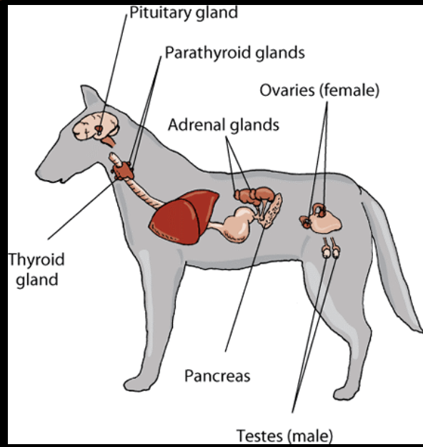 <p>relatively common, accounts for 1-4% of all tumors in dogs</p>
