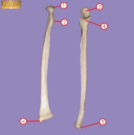 <p><span>Identify bone marking number 2.</span></p>