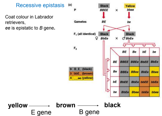 <p>distinguishing F2 ratio = 9:3:4</p><ul><li><p>a recessive epistatic allele blocks/masks phenotypic effects of alleles when it is homozygous</p></li></ul><p></p>