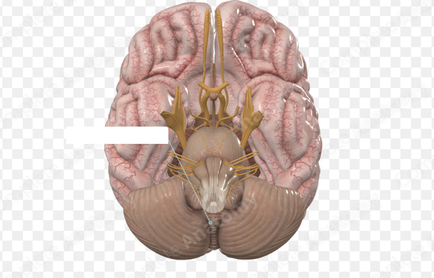<p>What structure of the brain is this?</p>