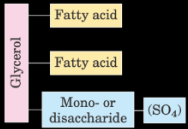 <p>2 fatty acids and a mono/disaccharide or SO4 bound by glycerol</p>