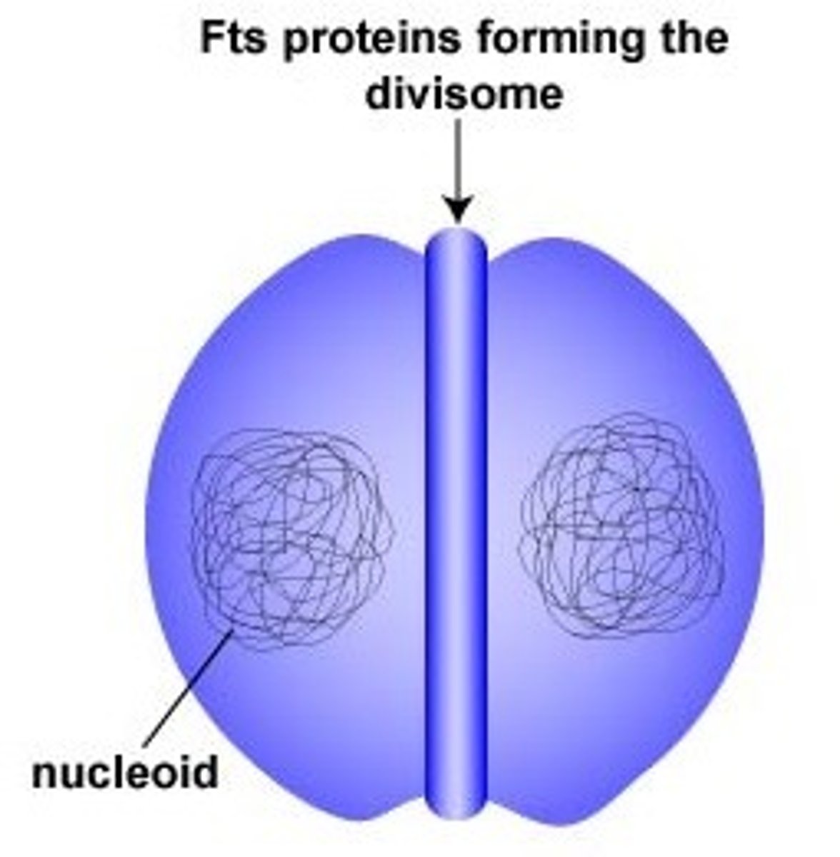 <p>binary fission</p>