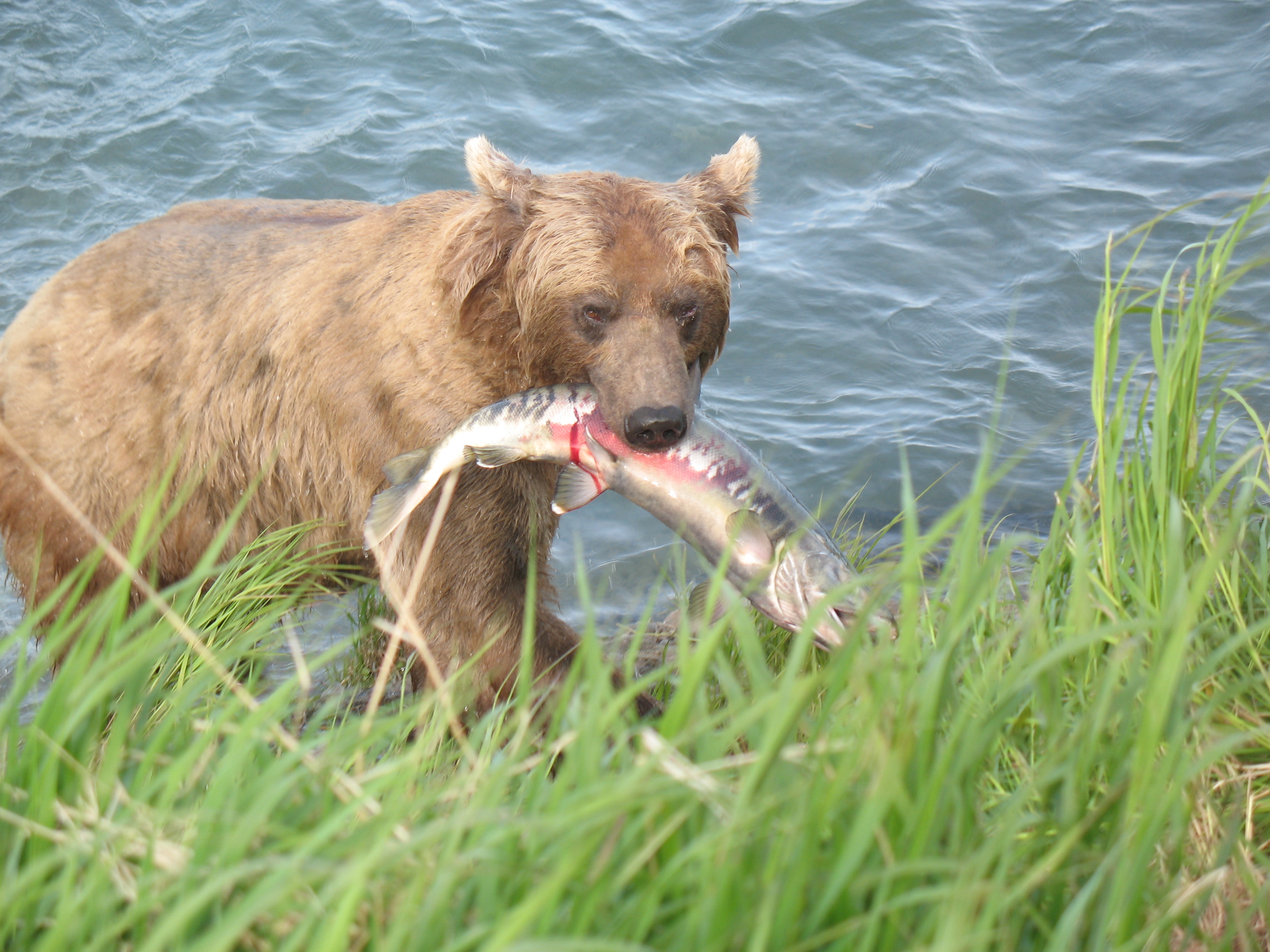 <p>one organism, the predator, kills and eats another organism, its prey. They regulate prey via mortality while prey availability regulates them.</p>