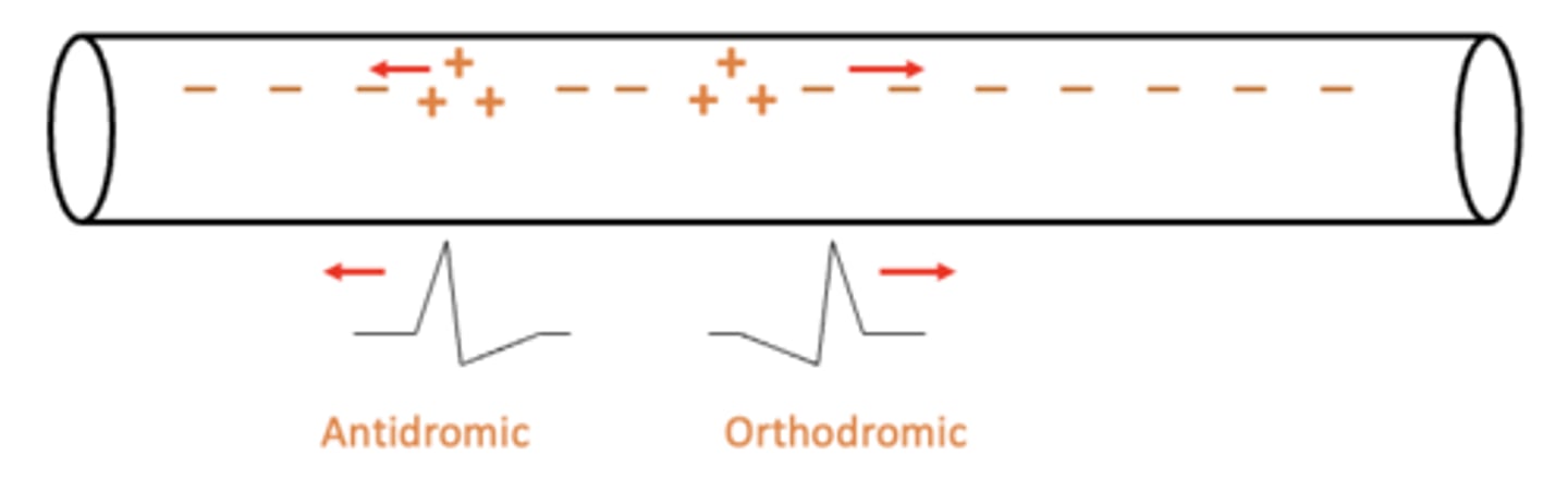 <p>1. antidromic: action potential toward the cell body</p><p>2. orthodromic: action potential toward the axon terminal</p>