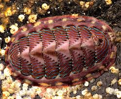 <p>-chitons</p><p>-marine; elongate foot with mantle cavity and gills to either side </p><p>-8 piece (rarely 7) shells</p><p>-scraping radula </p><p>-trochophore metamorphoses into adult</p>