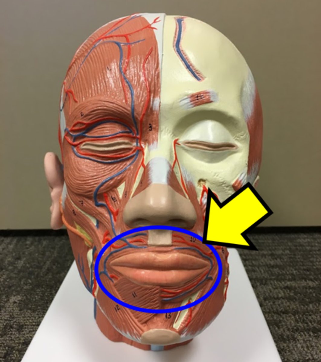 <p>Name the muscle.</p>